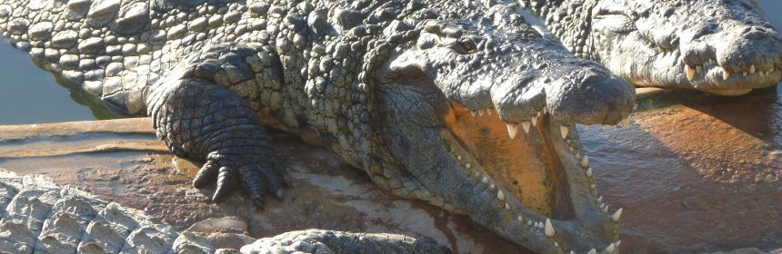 Djerba-crocodiles-kleche-860x280.jpg (860×280)