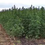 Assessore comunale di giorno e coltivatore di canapa indiana di notte