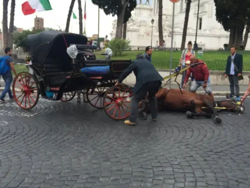Roma, cavallo botticella stramazza a terra a Piazza Venezia: animalisti infuriati