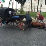 Roma, cavallo botticella stramazza a terra a Piazza Venezia: animalisti infuriati