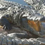 Florida, alligatore attacca bimbo e lo trascina in acqua