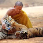 Tempio buddista colmo di cuccioli di tigre morti: orrore a Bangkok