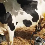 Latte e derivati con etichetta indicante origine: allevatori italiani in festa