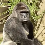 Cincinnati: bimbo cade nel recinto del gorilla, animale ucciso