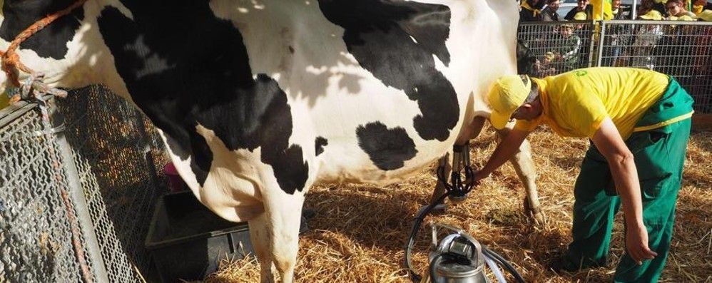Latte e derivati con etichetta indicante origine: allevatori italiani in festa