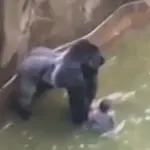 Gorilla ucciso nello zoo di Cincinnati: bimbo era caduto nel suo recinto