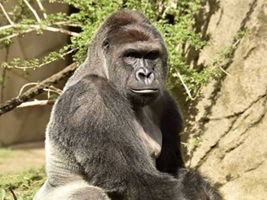 Cincinnati: bimbo cade nel recinto del gorilla, animale ucciso