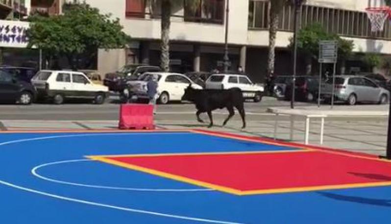 Reggio Calabria, toro incollerito carica pedoni e automobilisti