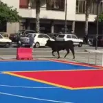 Reggio Calabria, toro incollerito carica pedoni e automobilisti