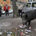 Genova, allarme cinghiali: è proprio necessario ucciderli?