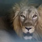 Cile, uomo nudo cerca di farsi sbranare dai leoni (VIDEO)