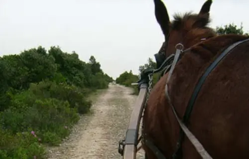 Asino incollerito causa morte bimbo: dramma a Rosolini