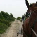 Asino incollerito causa morte bimbo: dramma a Rosolini