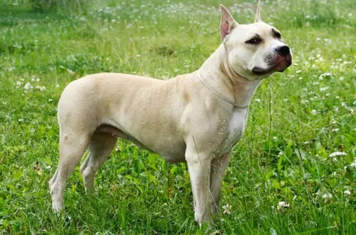 Francia, American Staffordshire Terrier sbrana bimbo di 18 mesi