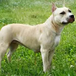 Francia, American Staffordshire Terrier sbrana bimbo di 18 mesi