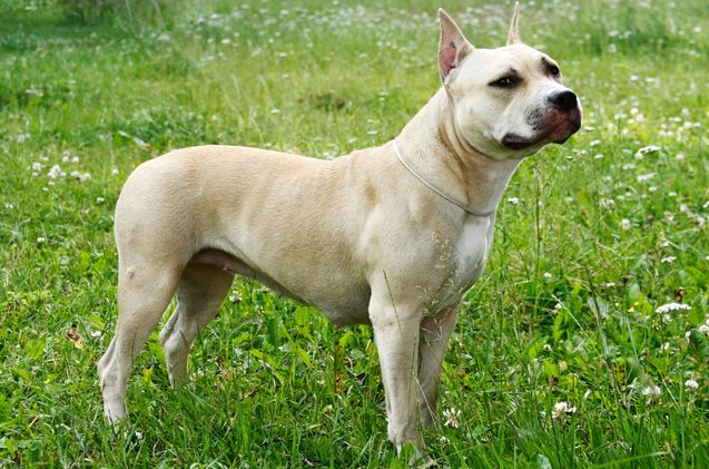 Francia, American Staffordshire Terrier sbrana bimbo di 18 mesi