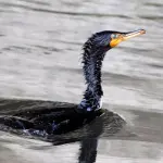 Genova, diga contenimento greggio crolla: sversamento nel Polcevera