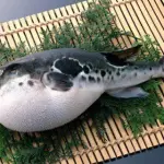 Pesce palla maculato causa gravi intossicazioni e morte
