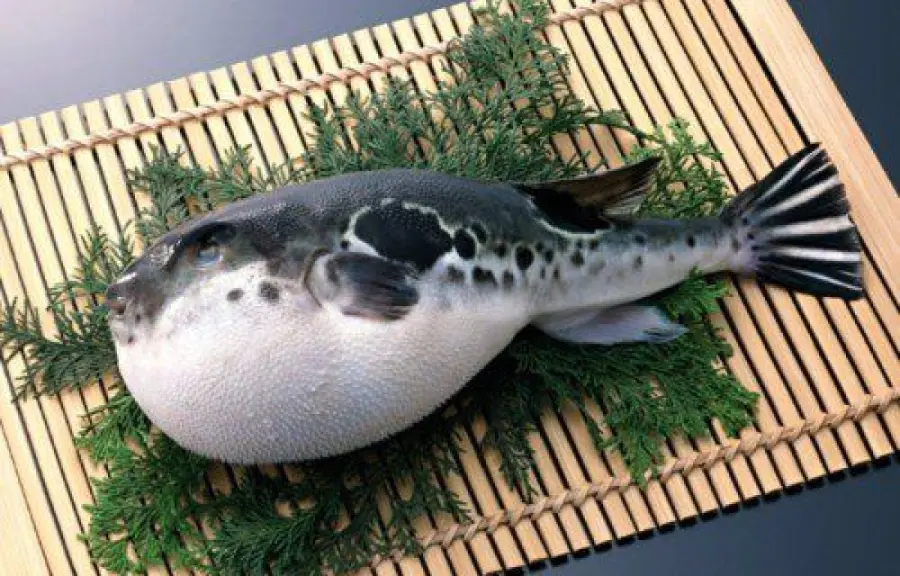 Pesce palla maculato causa gravi intossicazioni e morte