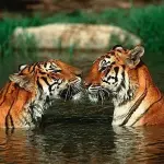 Tigri aumentano nel mondo: 3.890 esemplari