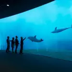 Acquario di Genova: restyling da un milione di euro