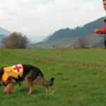 Nonna e nipotina di Reggello ritrovate in pessime condizioni