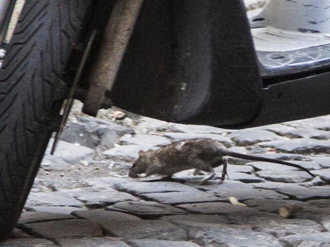 Emergenza Topi a Roma: Biglietteria Chiusa ai Fori per Derattizzazione