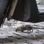 Emergenza Topi a Roma: Biglietteria Chiusa ai Fori per Derattizzazione