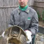 Napoli, Zoo Abusivo Sequestrato: Tartarughe Protette Portate in Centro Forestale