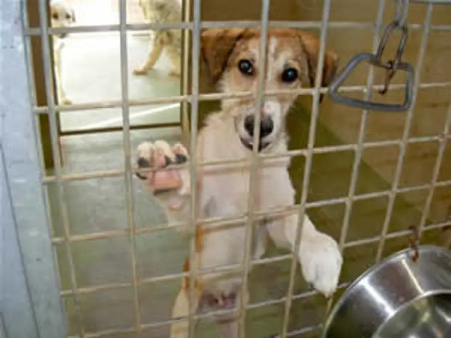 Roma, Canile Ex Poverello Sgomberato: che fine Faranno i Cani?