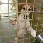 Roma, Canile Ex Poverello Sgomberato: che fine Faranno i Cani?