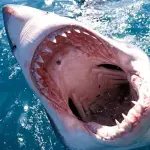 Caduta dei Denti: In Futuro Saremo come gli Squali?