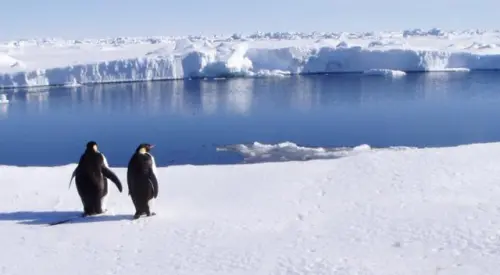 Pinguini Polo Sud Minacciati da Iceberg Grande come Roma