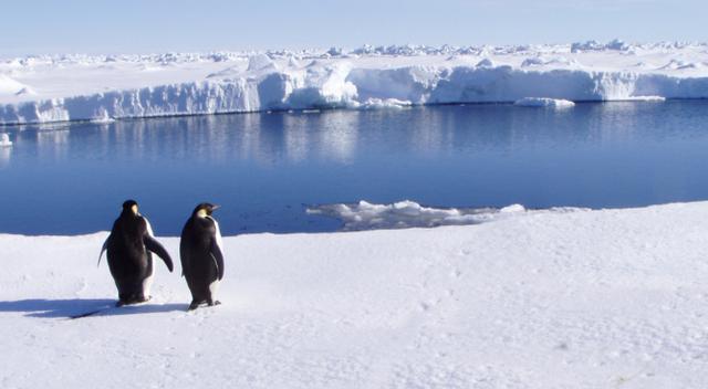 Pinguini Polo Sud Minacciati da Iceberg Grande come Roma