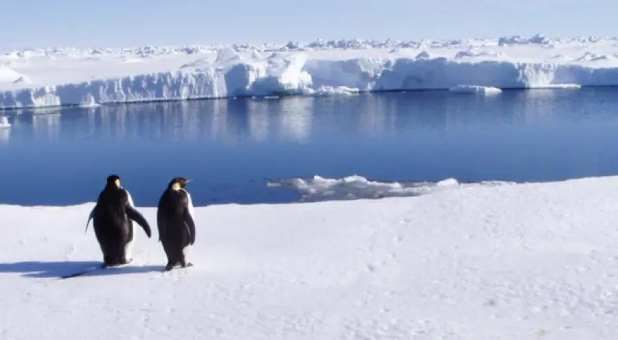 Pinguini Polo Sud Minacciati da Iceberg Grande come Roma