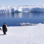 Pinguini Polo Sud Minacciati da Iceberg Grande come Roma