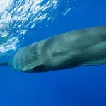 Pornhub Salva Balene: 1 Cent Donato ogni Duemila Views