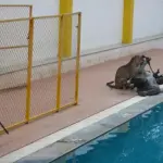 India: Leopardo Entra in una Scuola, 10 Ore per Neutralizzarlo