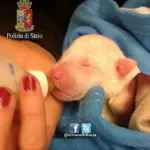 Roma, Cagnolini Chiusi in Sacco e Gettati in Cassonetto Immondizia: Passante Sente Guaiti