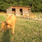 Sos Fattorie Italiane: Mucche Pecore e Maiali in Estinzione