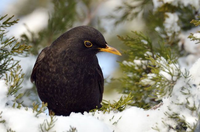 Giorni della Merla Caldi: Temperature Record e Mandorli in Fiore