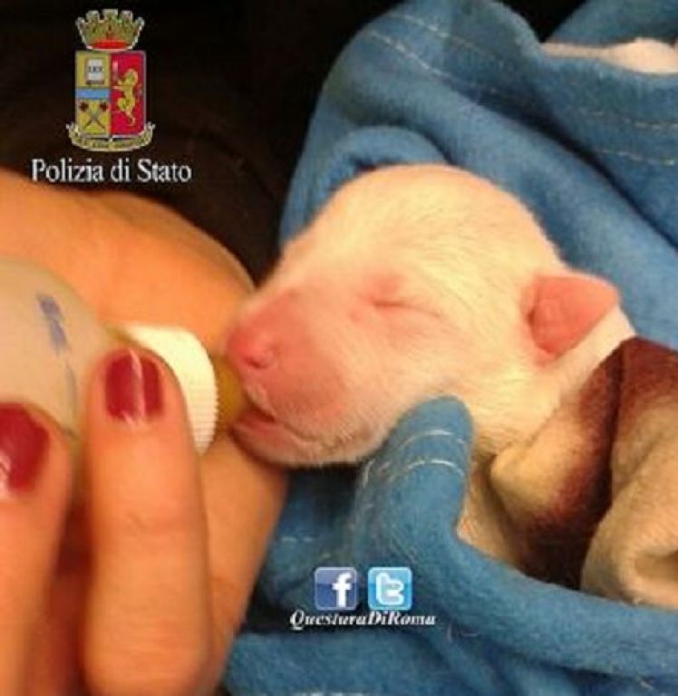 Roma, Cagnolini Chiusi in Sacco e Gettati in Cassonetto Immondizia: Passante Sente Guaiti