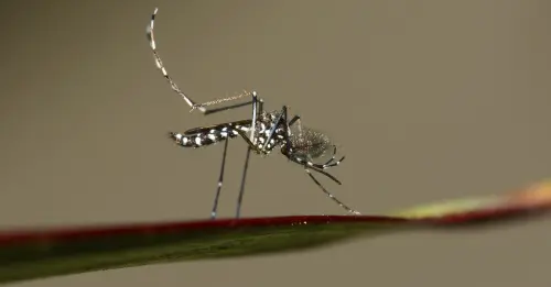 Virus Zika Piega Brasile: Olimpiadi di Rio a Rischio?