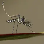 Virus Zika Piega Brasile: Olimpiadi di Rio a Rischio?