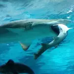Squalo Tigre Mangia Squalo Piccolo All'Acquario di Coex: Evento Raro