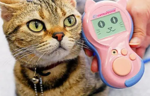 Cosa dice il tuo gatto? Un dispositivo traduce i suoi miagolii!