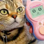 Cosa dice il tuo gatto? Un dispositivo traduce i suoi miagolii!