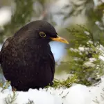 Giorni della Merla Caldi: Temperature Record e Mandorli in Fiore