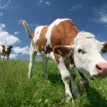 Razze Animali Rischiano Estinzione: Monito Fao