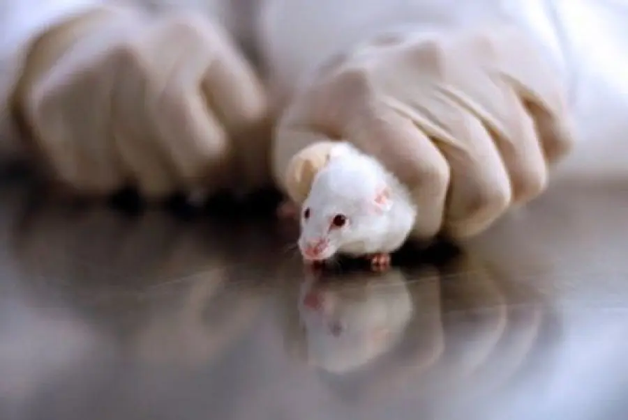 Stop alle Sperimentazioni sugli Animali: Risultati Migliori con Colture Cellulari nei Laboratori